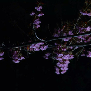 玩爽japanese性妇
